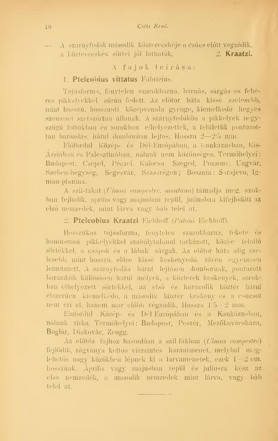 Az eltör háta kissé szélesebb, mint hosszú, hosszanti középvonala gyenge, kiemelked begyes szemesei szétszórtan állanak.