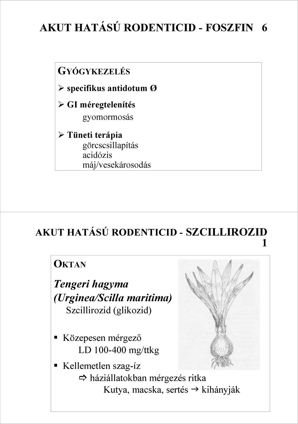 SZCILLIROZID 1 OKTAN Tengeri hagyma (Urginea/Scilla maritima) Szcillirozid (glikozid) Közepesen