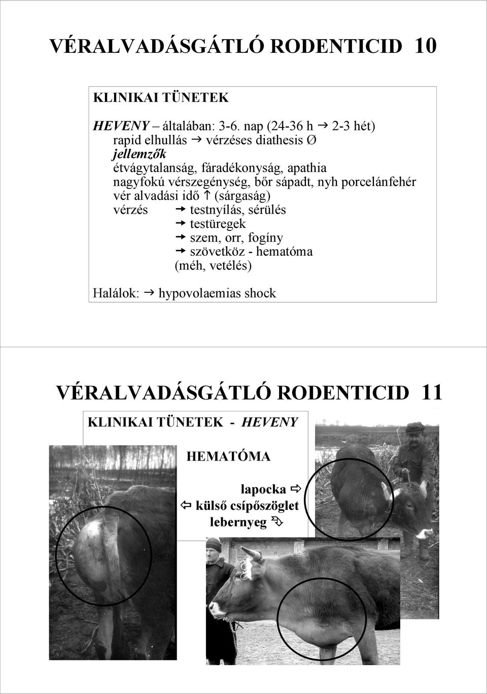 vérszegénység, bır sápadt, nyh porcelánfehér vér alvadási idı (sárgaság) vérzés testnyílás, sérülés testüregek szem,