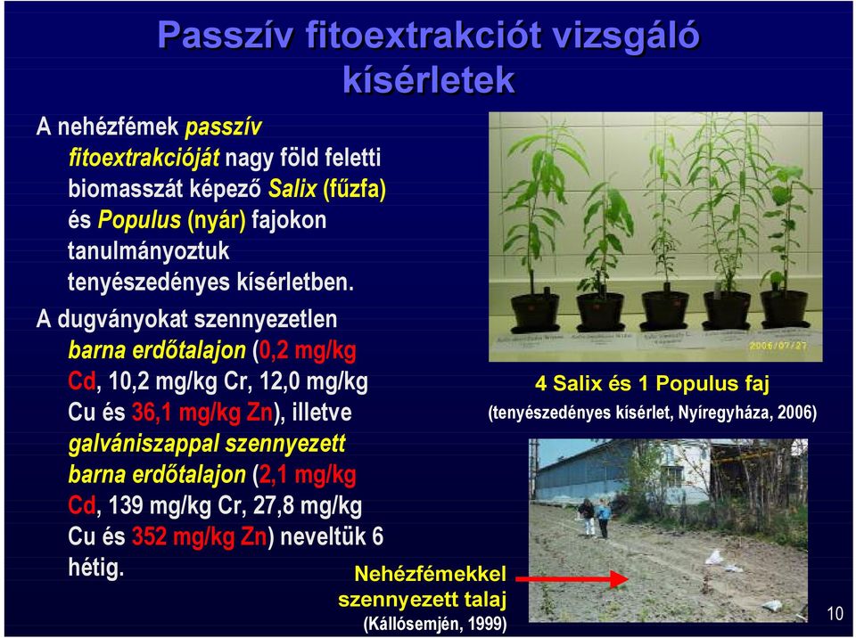 A dugványokat szennyezetlen barna erdtalajon (0,2 mg/kg Cd, 10,2 mg/kg Cr, 12,0 mg/kg Cu és 36,1 mg/kg Zn), illetve galvániszappal