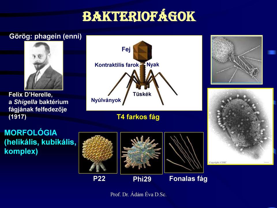 fágjának felfedezője (1917) Nyúlványok Tüskék T4 farkos