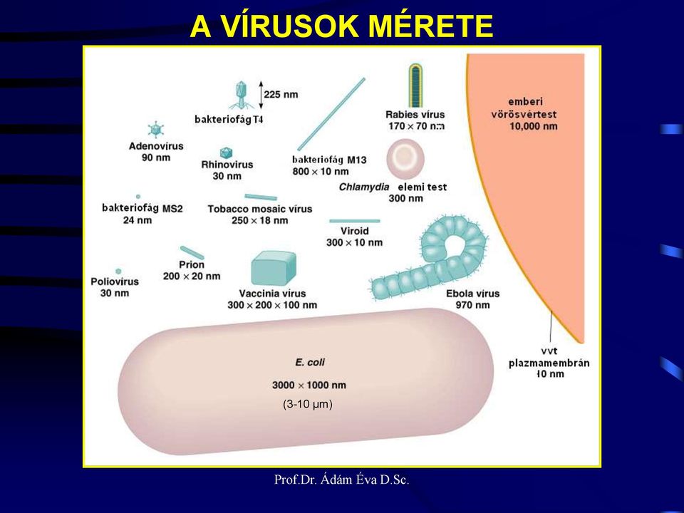 µm) Prof.Dr.