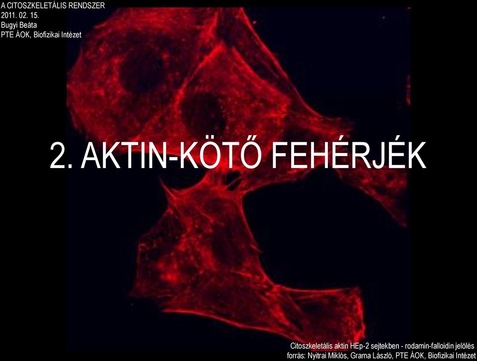 AKTIN-KÖTŐ FEHÉRJÉK Citoszkeletális aktin HEp-2 sejtekben