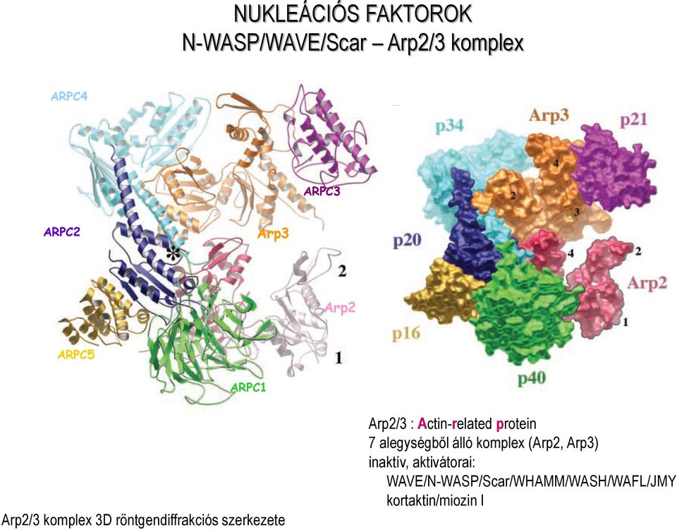Arp2/3 : Actin-related protein 7 alegységből álló komplex (Arp2, Arp3)