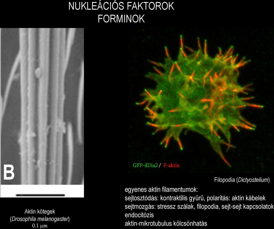 1 mm Filopodia (Dictyostelium) egyenes aktin filamentumok: sejtosztódás: