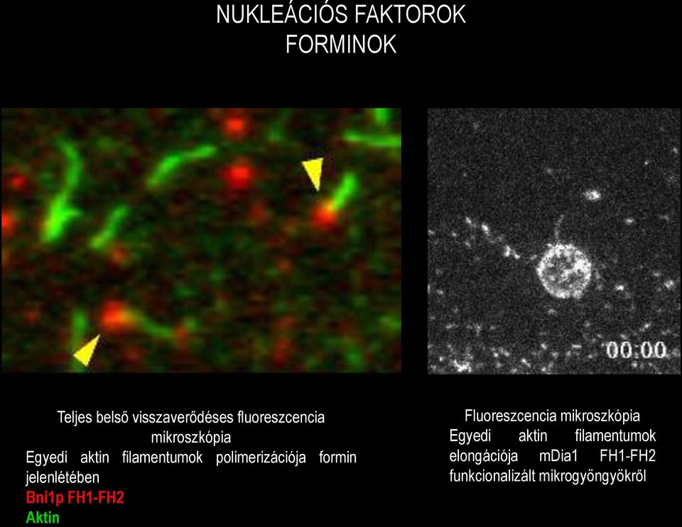 formin jelenlétében Bni1p FH1-FH2 Aktin Fluoreszcencia mikroszkópia