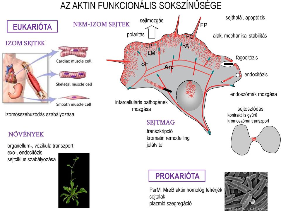 exo-, endocitózis sejtciklus szabályozása intarcelluláris pathogének mozgása SEJTMAG transzkripció kromatin remodelling jelátvitel