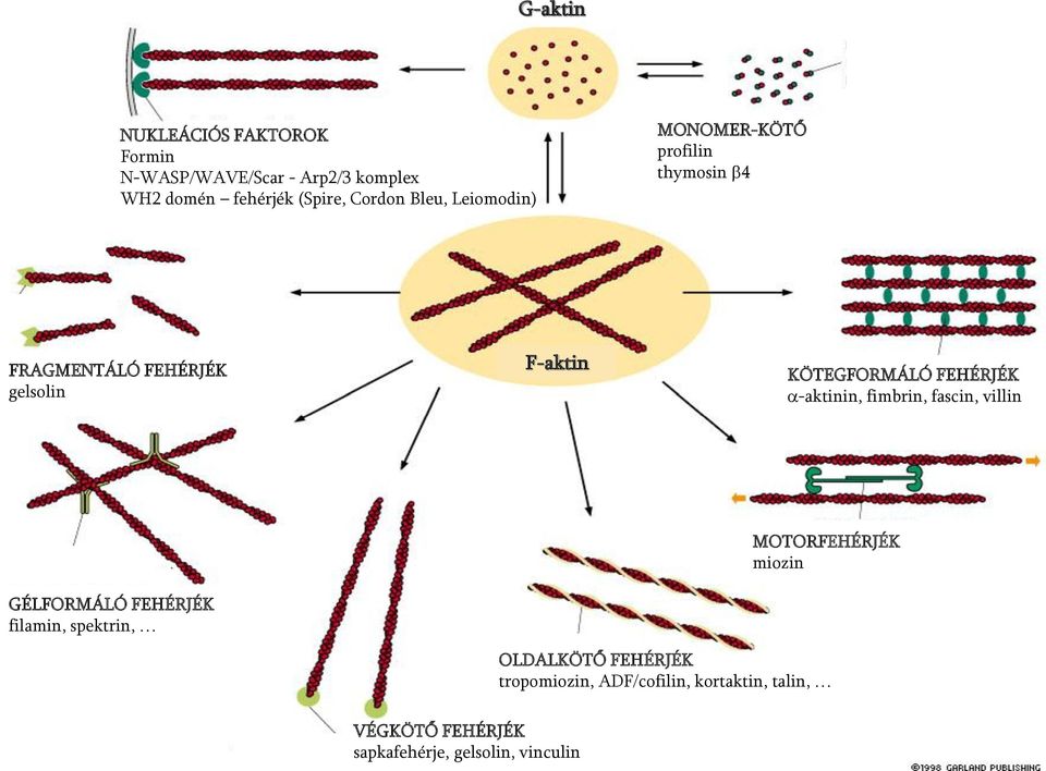 FEHÉRJÉK a-aktinin, fimbrin, fascin, villin GÉLFORMÁLÓ FEHÉRJÉK filamin, spektrin, MOTORFEHÉRJÉK miozin