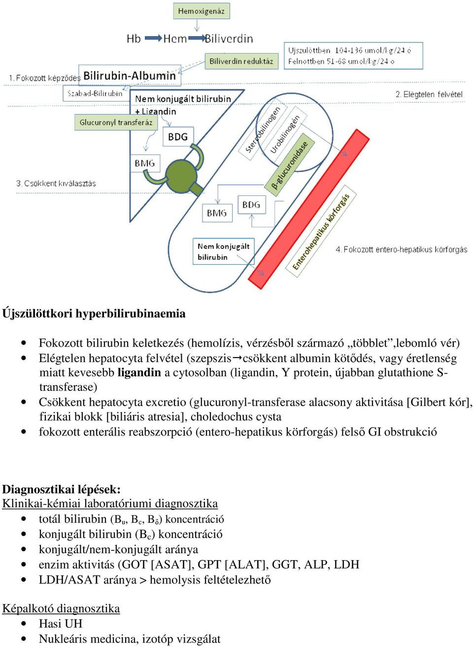 [biliáris atresia], choledochus cysta fokozott enterális reabszorpció (entero-hepatikus körforgás) felsı GI obstrukció Diagnosztikai lépések: Klinikai-kémiai laboratóriumi diagnosztika totál