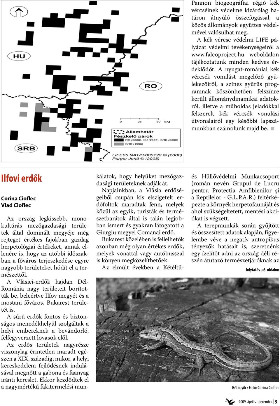 A nyugat-romániai kék vércsék vonulást megelőző gyülekezőiről, a színes gyűrűs programnak köszönhetően felszínre került állománydinamikai adatokról, illetve a műholdas jeladókkal felszerelt kék