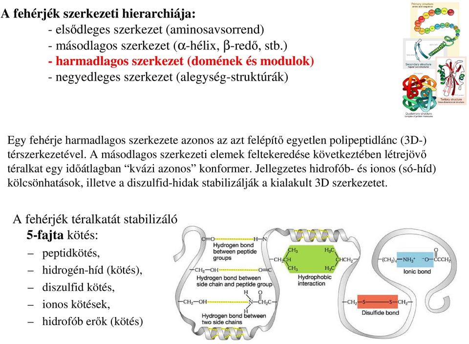 (3D-) térszerkezetével. A másodlagos szerkezeti elemek feltekeredése következtében létrejövő téralkat egy időátlagban kvázi azonos konformer.