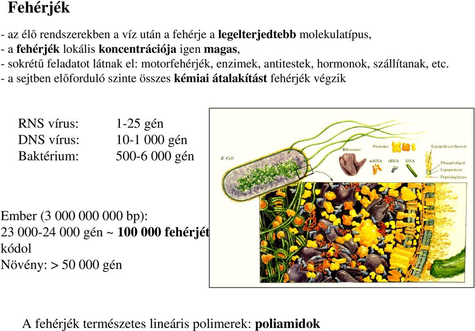 - a sejtben előforduló szinte összes kémiai átalakítást fehérjék végzik RS vírus: DS vírus: Baktérium: 1-25 gén 10-1 000 gén