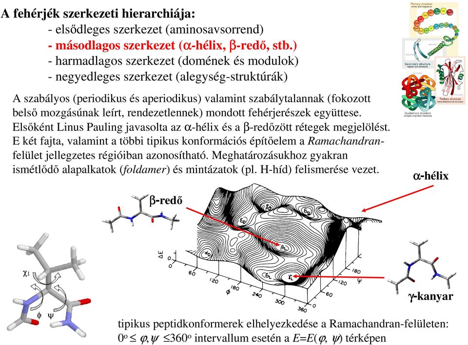 rendezetlennek) mondott fehérjerészek együttese. Elsőként Linus Pauling javasolta az α-hélix és a β-redőzött rétegek megjelölést.