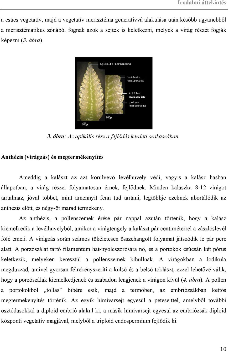 Anthézis (virágzás) és megtermékenyítés Ameddig a kalászt az azt körülvevő levélhüvely védi, vagyis a kalász hasban állapotban, a virág részei folyamatosan érnek, fejlődnek.