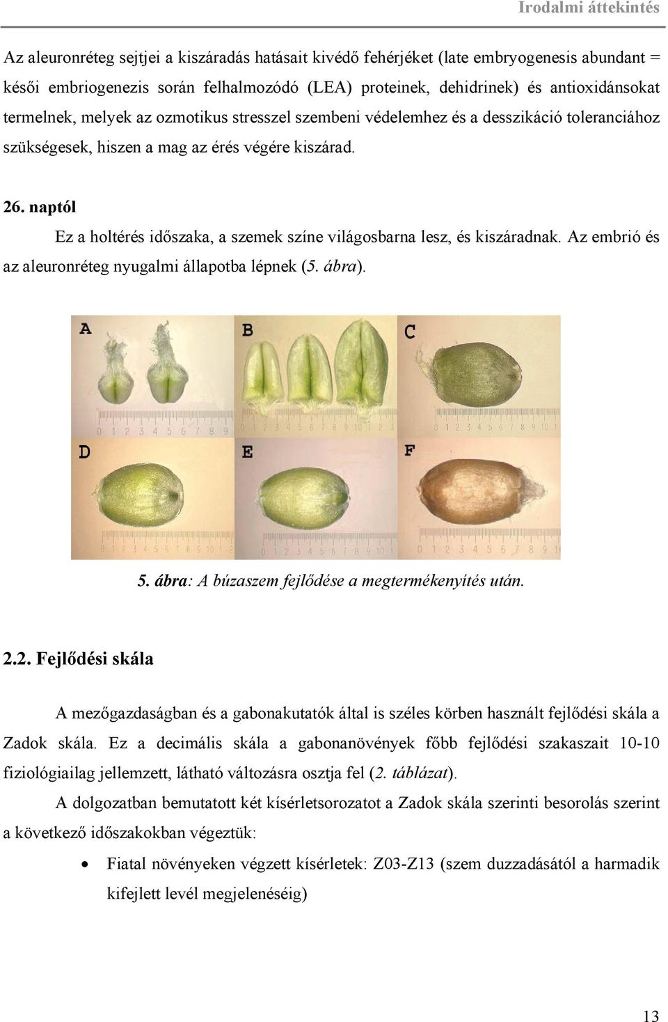 naptól Ez a holtérés időszaka, a szemek színe világosbarna lesz, és kiszáradnak. Az embrió és az aleuronréteg nyugalmi állapotba lépnek (5. ábra). 5.