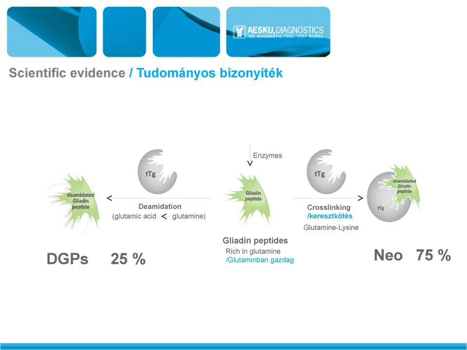 Crosslinking /keresztkötés Gliadin-tTg complexes