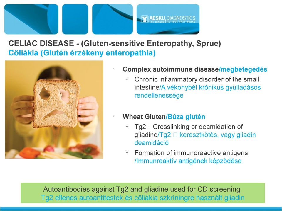 Crosslinking or deamidation of gliadine/tg2 keresztkötés, vagy gliadin deamidáció Formation of immunoreactive antigens /Immunreaktív