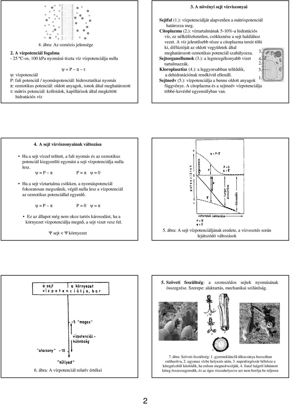 anyagok, ionok által meghatározott τ: mátrix potenciál: kolloidok, kapillárisok által megkötött hidratációs víz Sejtfal (1.): vízpotenciálját alapvetıen a mátrixpotenciál határozza meg. Citoplazma (2.