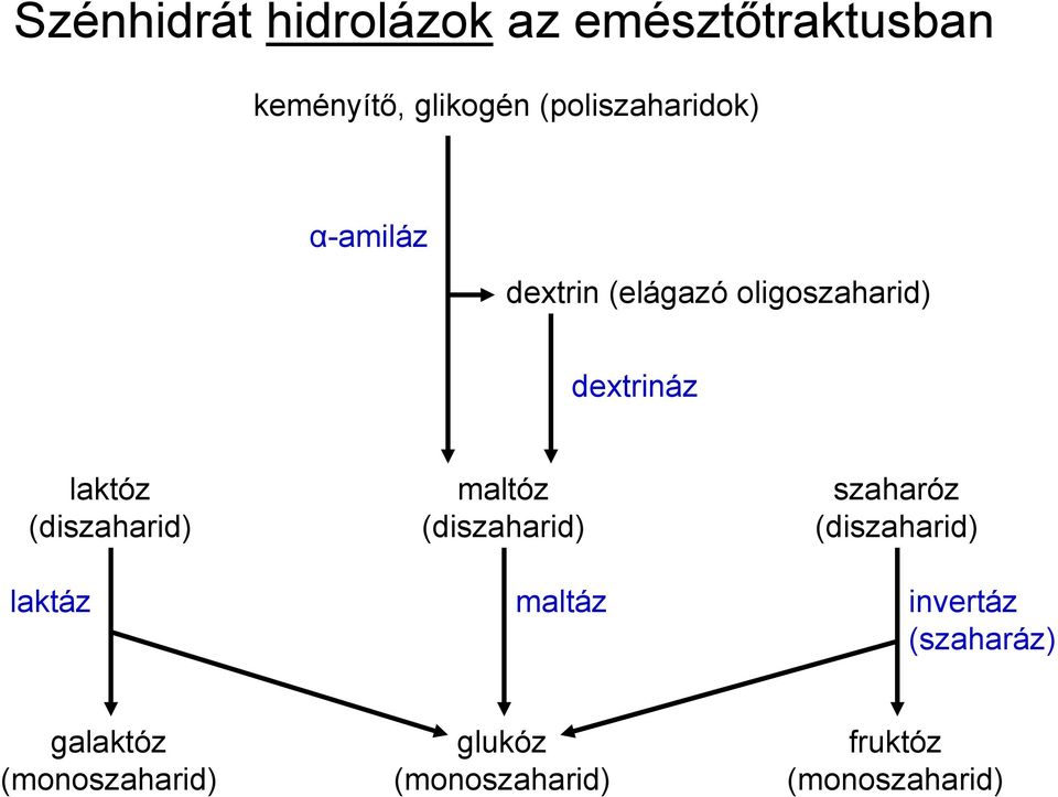 laktóz (diszaharid) laktáz maltóz (diszaharid) maltáz szaharóz