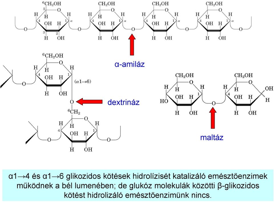 működnek a bél lumenében; de glukóz molekulák