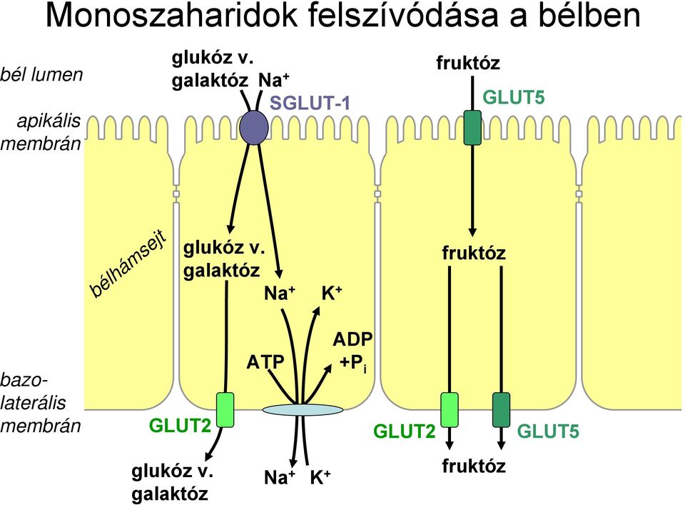 galaktóz Na + SGLUT-1 fruktóz GLUT5 bélhámsejt glukóz v.