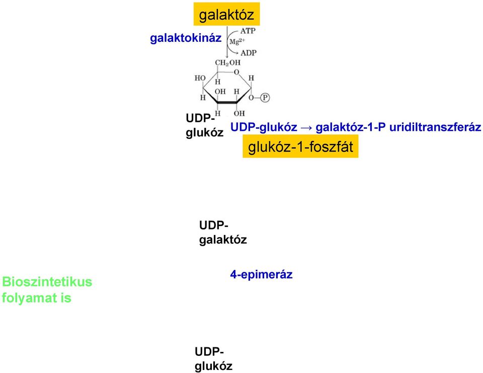 uridiltranszferáz glukóz-1-foszfát