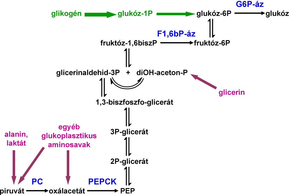 1,3-biszfoszfo-glicerát glicerin alanin, laktát egyéb