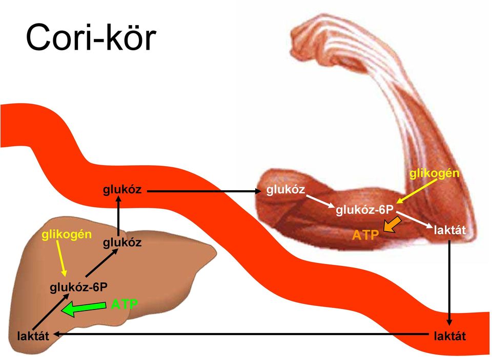 glikogén glukóz ATP