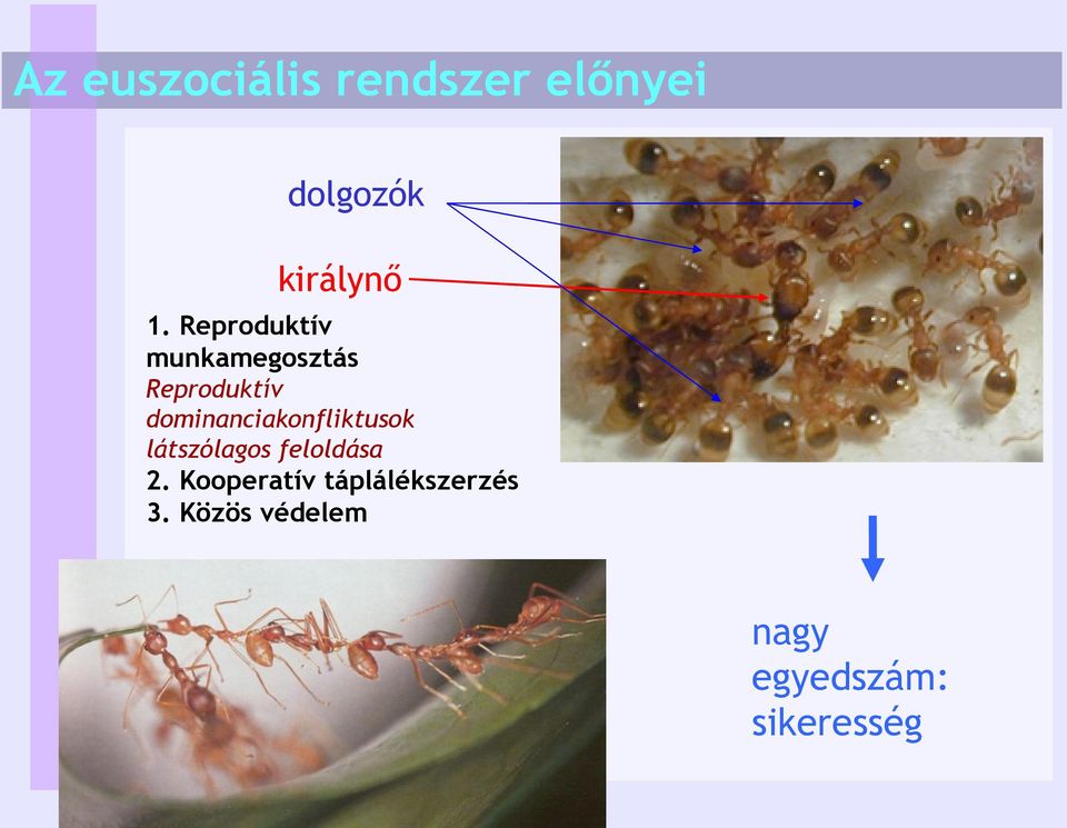 dominanciakonfliktusok látszólagos feloldása 2.