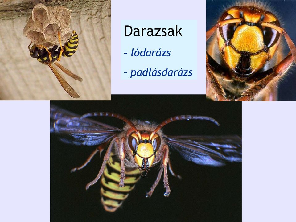 lódarázs 