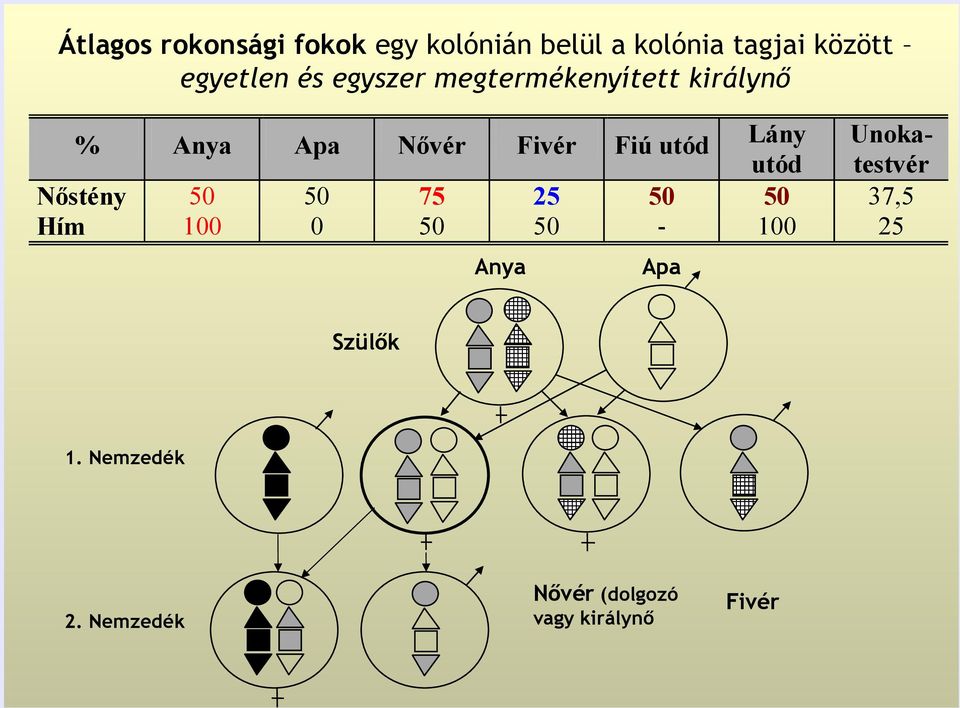 utód Nőstény Hím 50 100 50 0 75 50 25 50 50 - Anya Lány utód 50 100 Apa