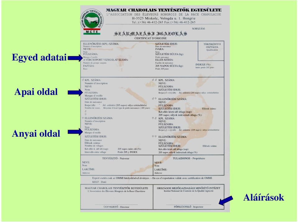 oldal Anyai