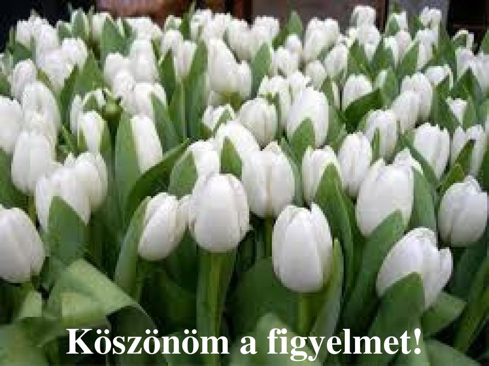 figyelmet!