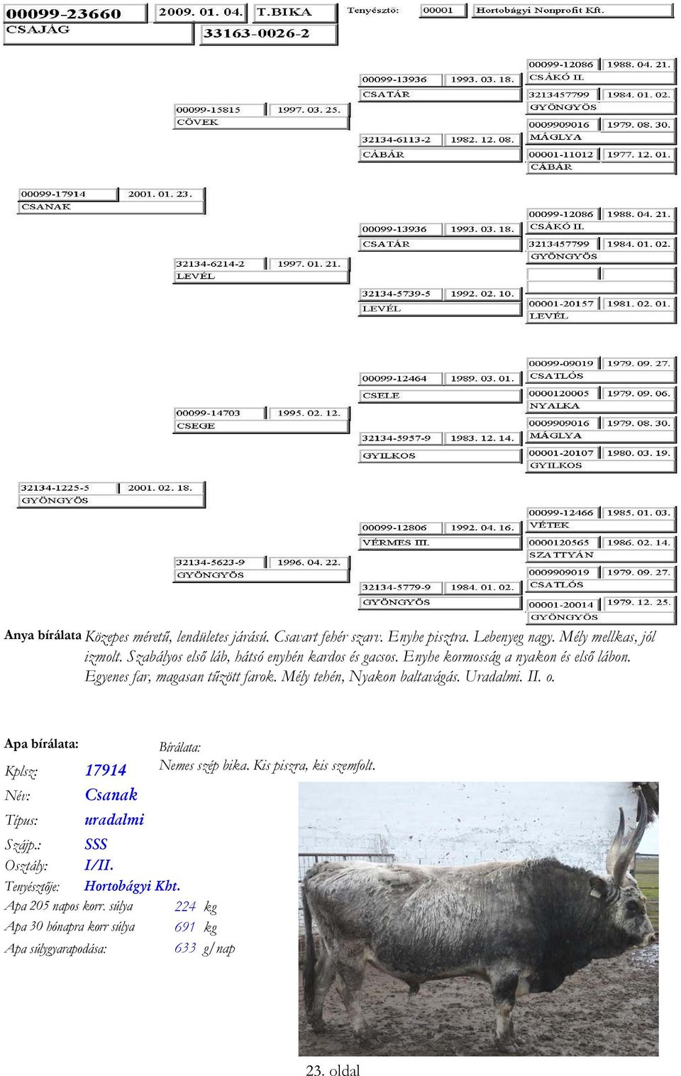 Mély tehén, Nyakon baltavágás. Uradalmi. II. o. Apa bírálata: Bírálata: Kplsz: 17914 Nemes szép bika. Kis piszra, kis szemfolt.