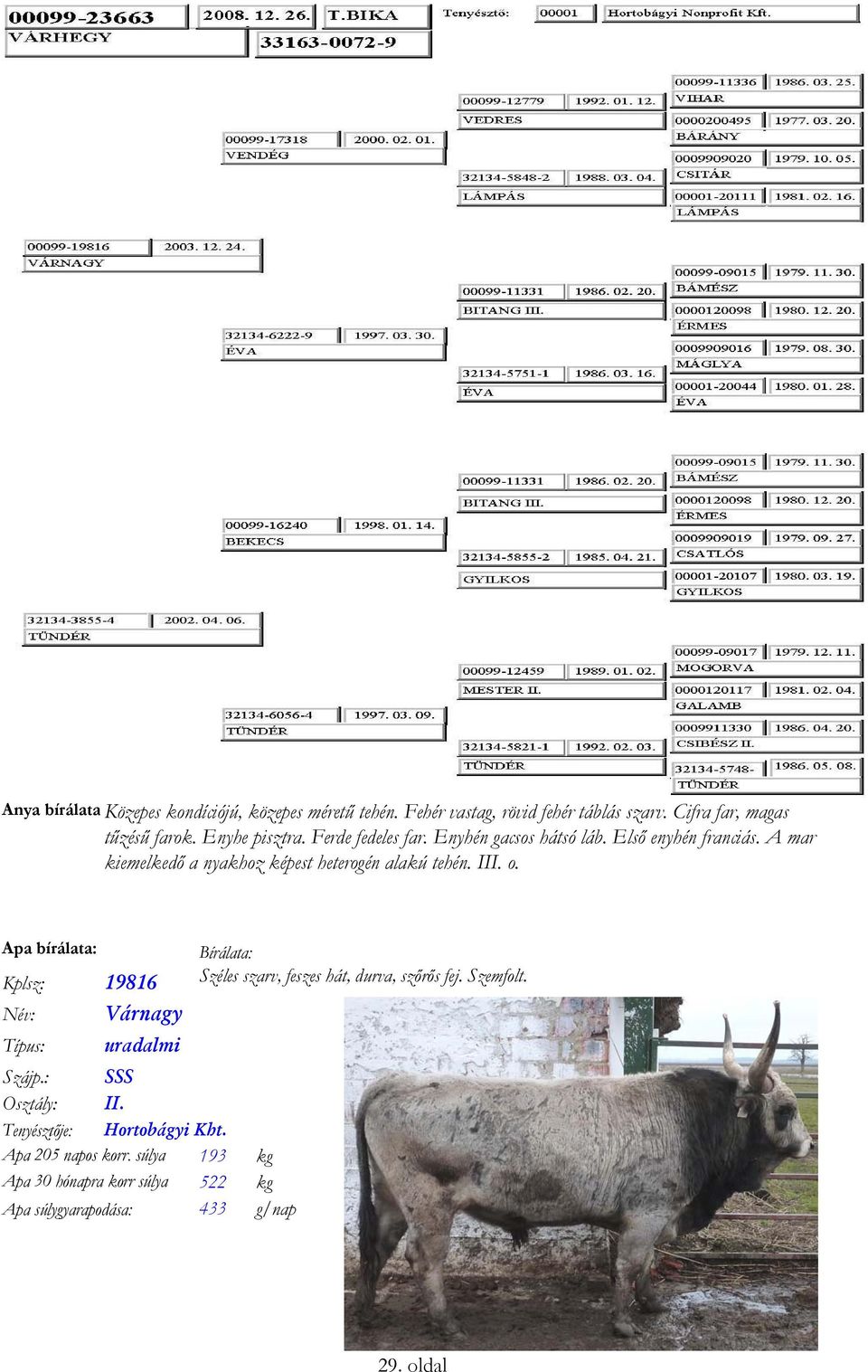 A mar kiemelkedő a nyakhoz képest heterogén alakú tehén. III. o. Apa bírálata: Kplsz: 19816 Név: Típus: Szájp.: Osztály: Várnagy uradalmi II.