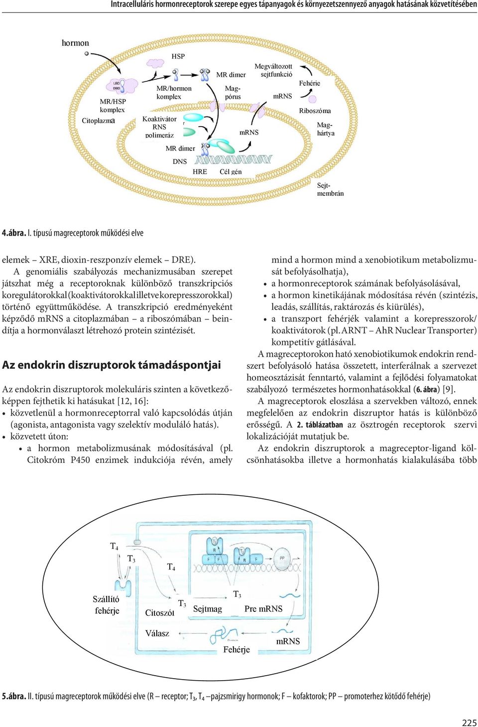 típusú magreceptorok működési elve elemek XRE, dioxin-reszponzív elemek DRE).