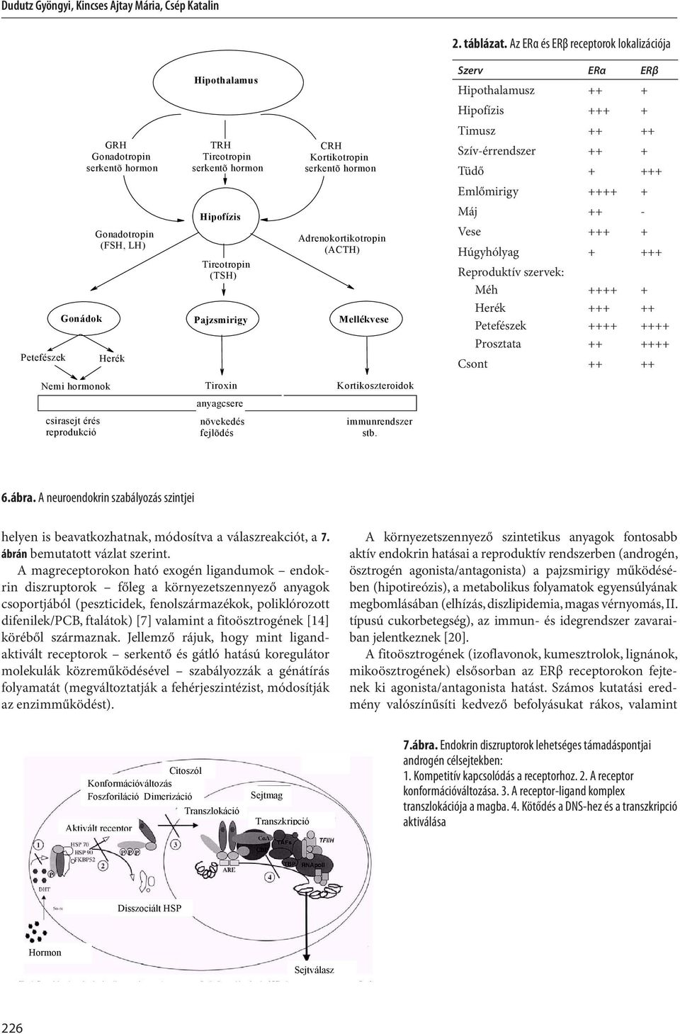 Pajzsmirigy Mellékvese erék Tireotropin (TS) Adrenokortikotropin (ACT) Szerv ERα ERβ ipothalamusz ++ + ipofízis +++ + Timusz ++ ++ Szív-érrendszer ++ + Tüdő + +++ Emlőmirigy + Máj ++ - Vese +++ +