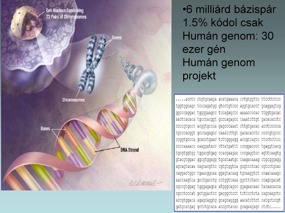 Humán genom: 30