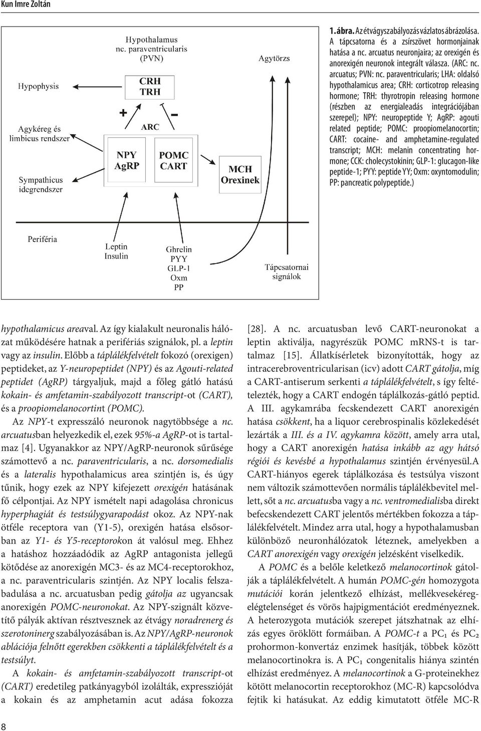 paraventricularis; LHA: oldalsó hypothalamicus area; CRH: corticotrop releasing hormone; TRH: thyrotropin releasing hormone (részben az energia leadás integrációjában szerepel); NPY: neuropeptide Y;