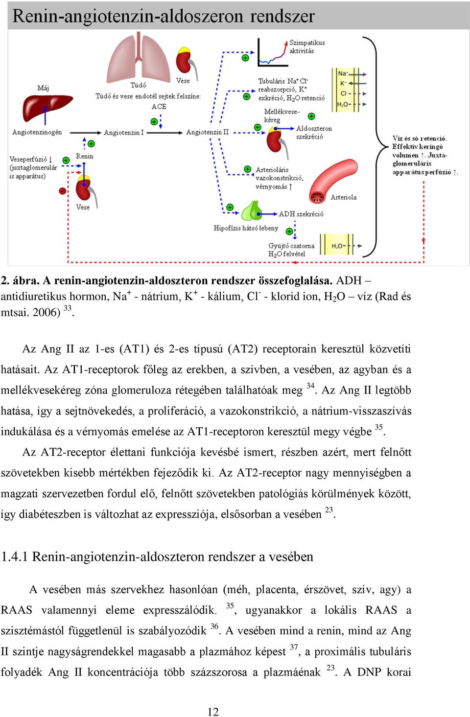 Az AT1-receptorok főleg az erekben, a szívben, a vesében, az agyban és a mellékvesekéreg zóna glomeruloza rétegében találhatóak meg 34.