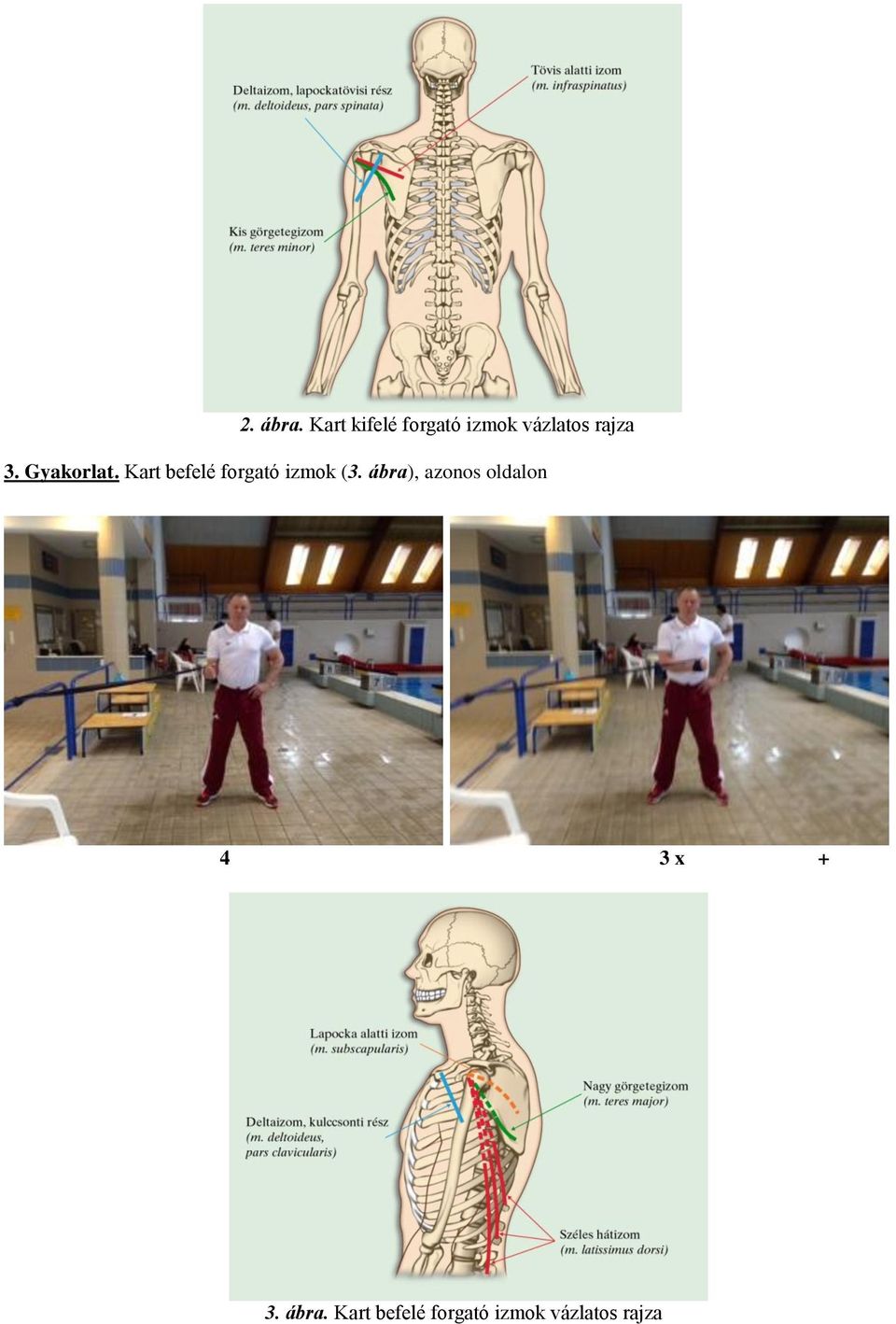 Gyakorlat. Kart befelé forgató izmok (3.