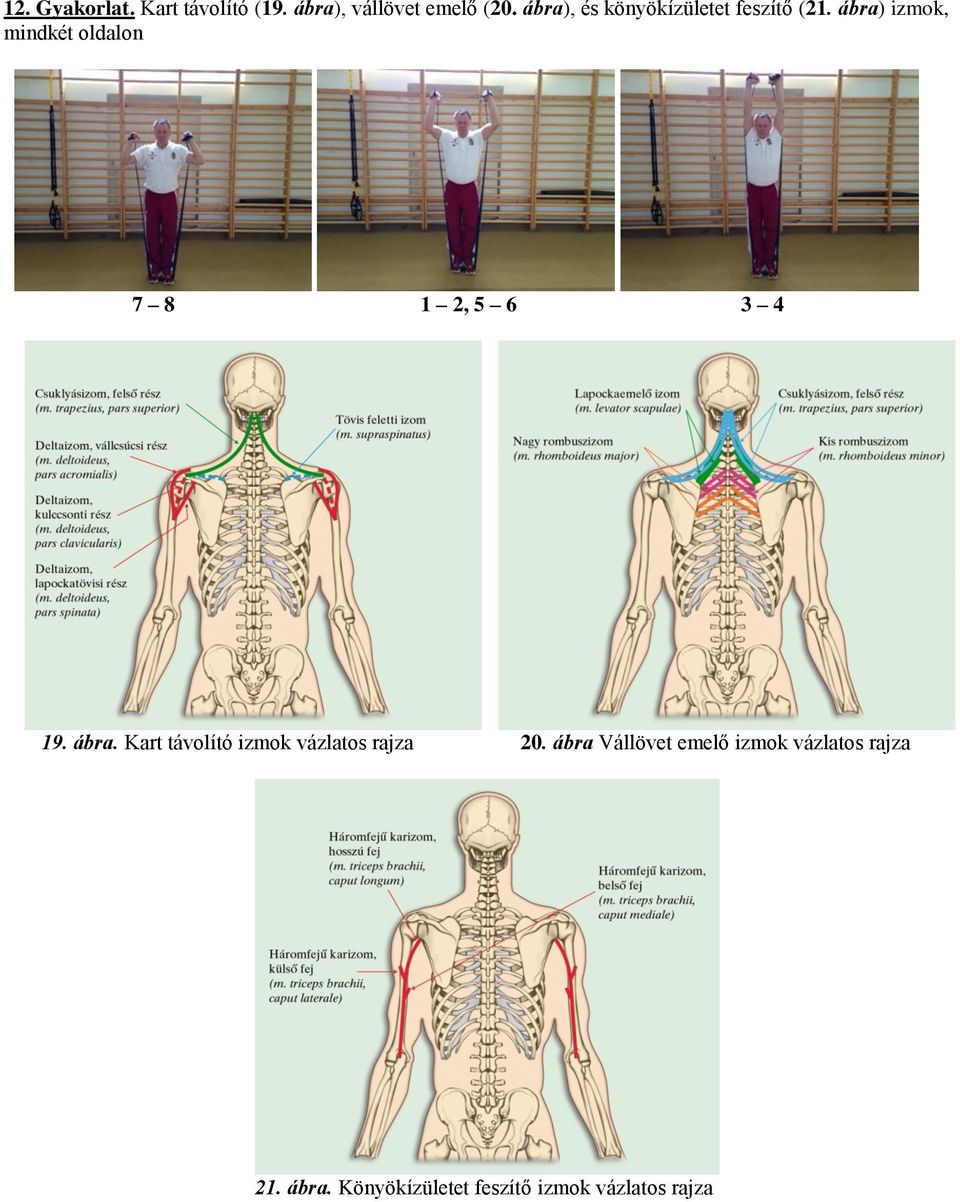 ábra) izmok, mindkét oldalon 7 8 1 2, 5 6 3 4 19. ábra.