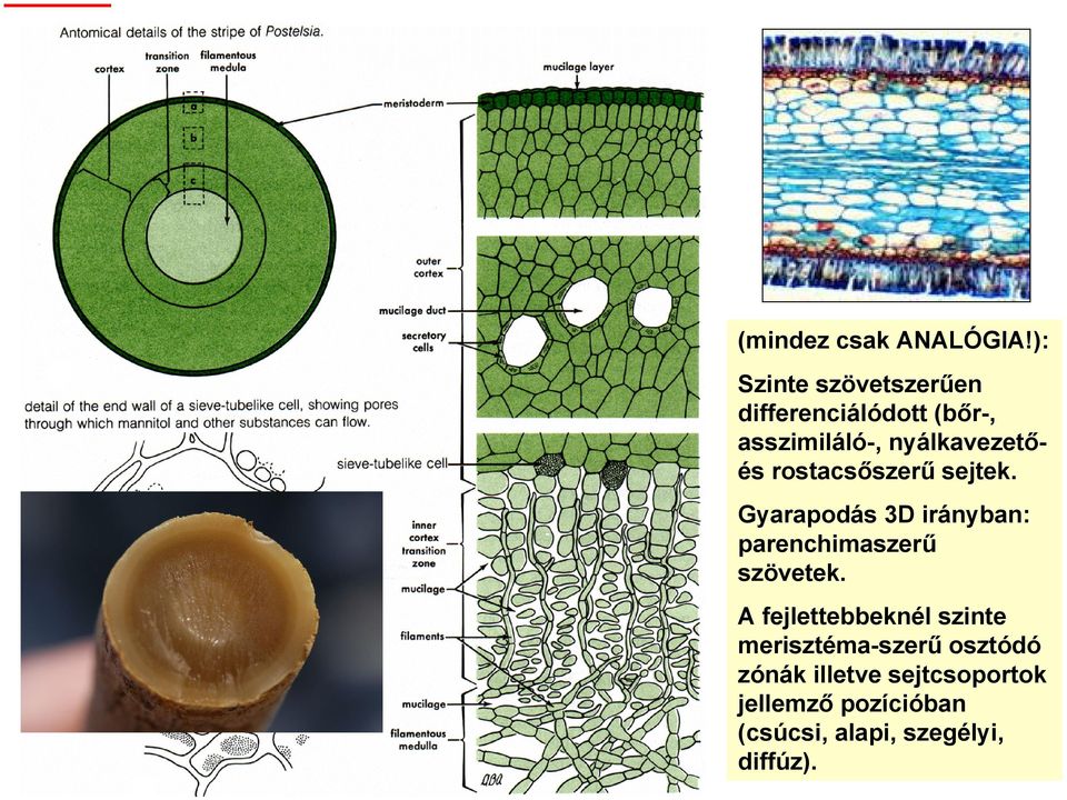 nyálkavezetőés rostacsőszerű sejtek.