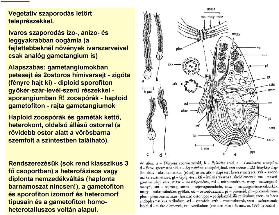 zigóta (fényre hajt ki) - diploid sporofiton gyökér-szár-levél-szerű részekkel - sporangiumban R!