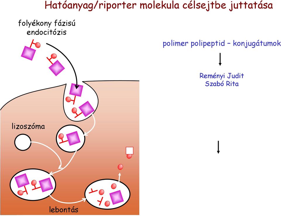 polimer polipeptid konjugátumok Reményi