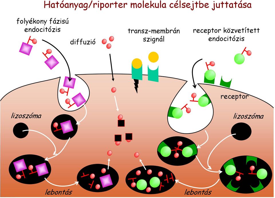 endocitózis diffuzió transz-membrán szignál