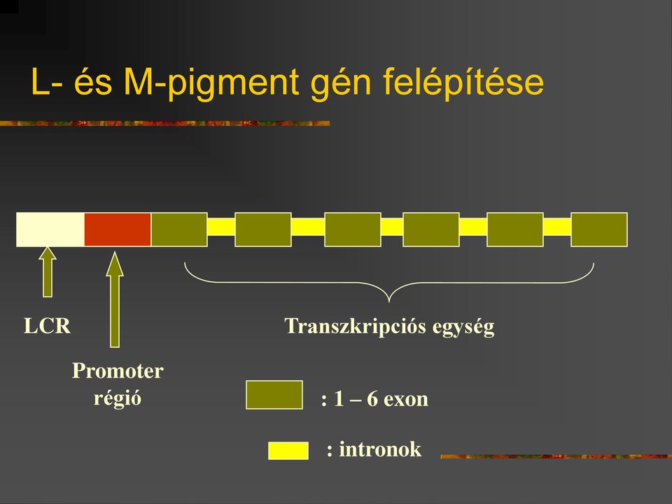 Transzkripciós egység