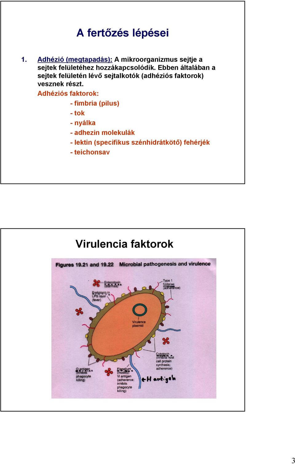 Ebben általában a sejtek felületén lévő sejtalkotók (adhéziós faktorok) vesznek részt.