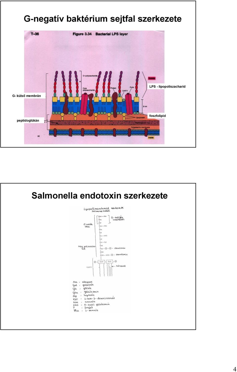 G- külső membrán peptidoglükán