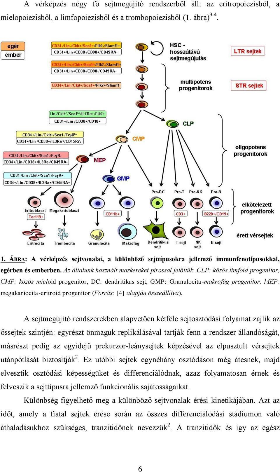 CLP: közös limfoid progenitor, CMP: közös mieloid progenitor, DC: dendritikus sejt, GMP: Granulocita-makrofág progenitor, MEP: megakariocita-eritroid progenitor (Forrás: [4] alapján összeállítva).